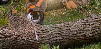 Best Fruit Tree Pruning  in Ballinger, TX