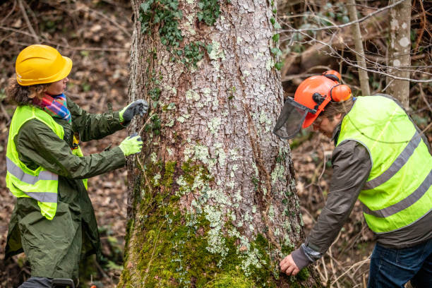 Best Tree Trimming and Pruning  in Ballinger, TX