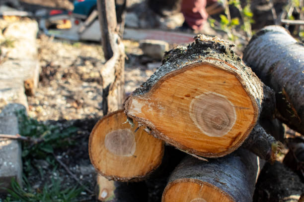 Best Root Management and Removal  in Ballinger, TX