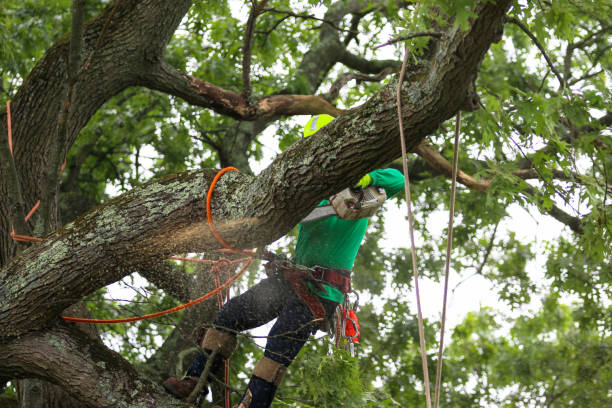 Best Tree Removal Service  in Ballinger, TX